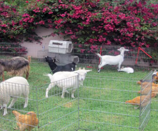 Goats, chickens and more!